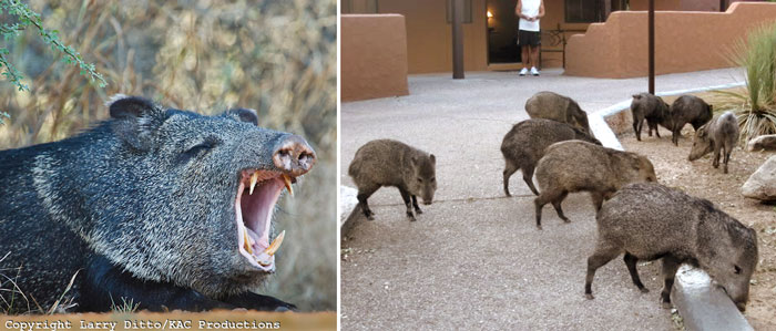 Things They Forgot to Mention, blog, personal, javalina, Arizona, Biosphere 2